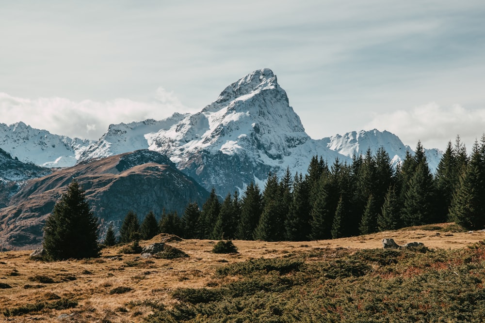 a landscape with trees and mountains in the back