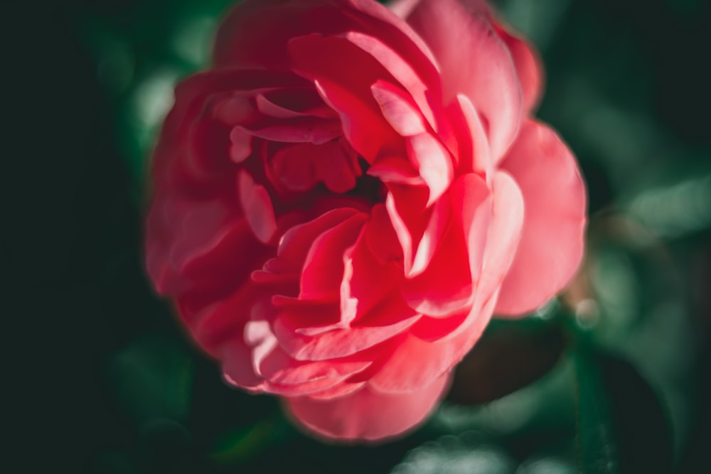 a close up of a flower