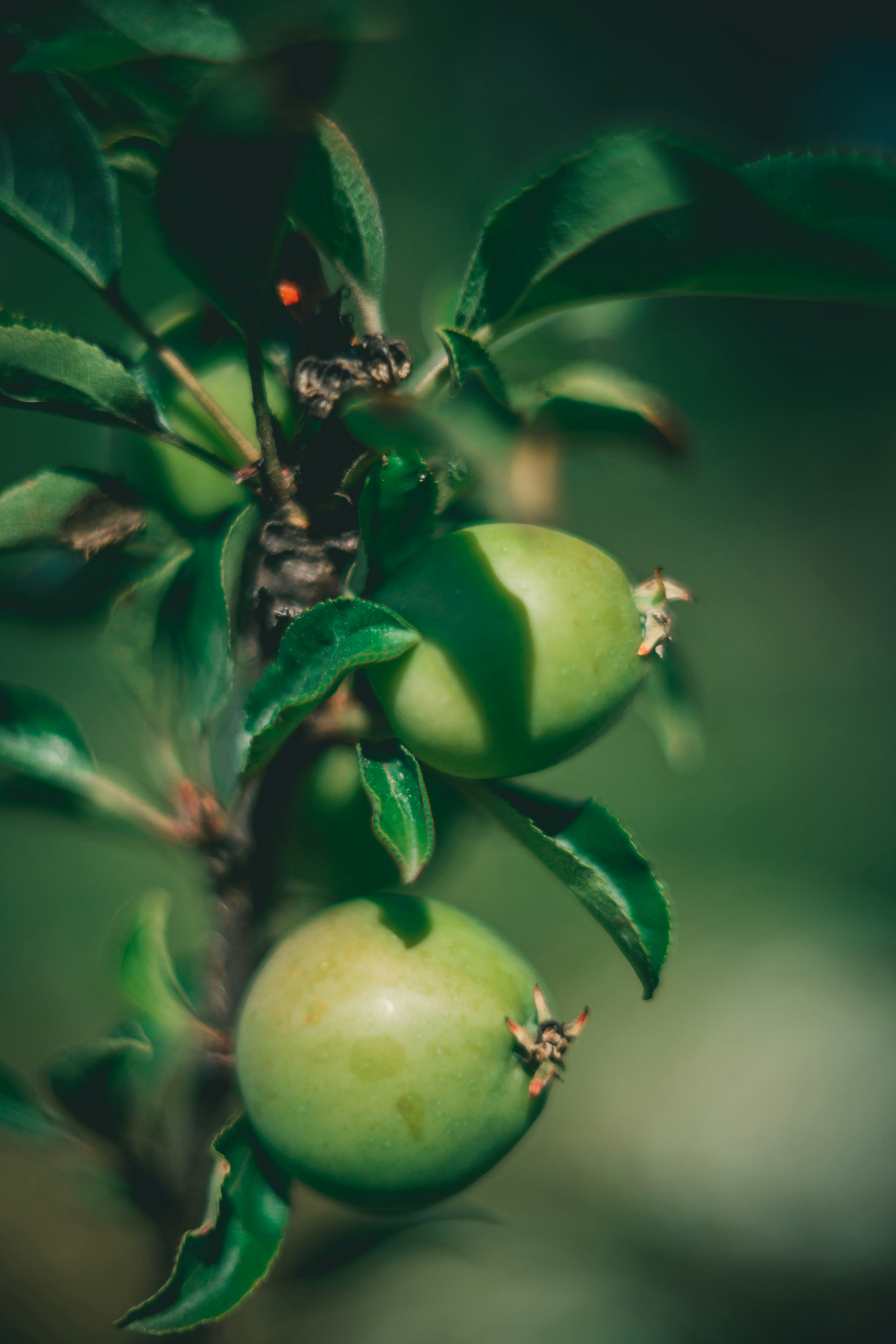 Photo by raimondklavins