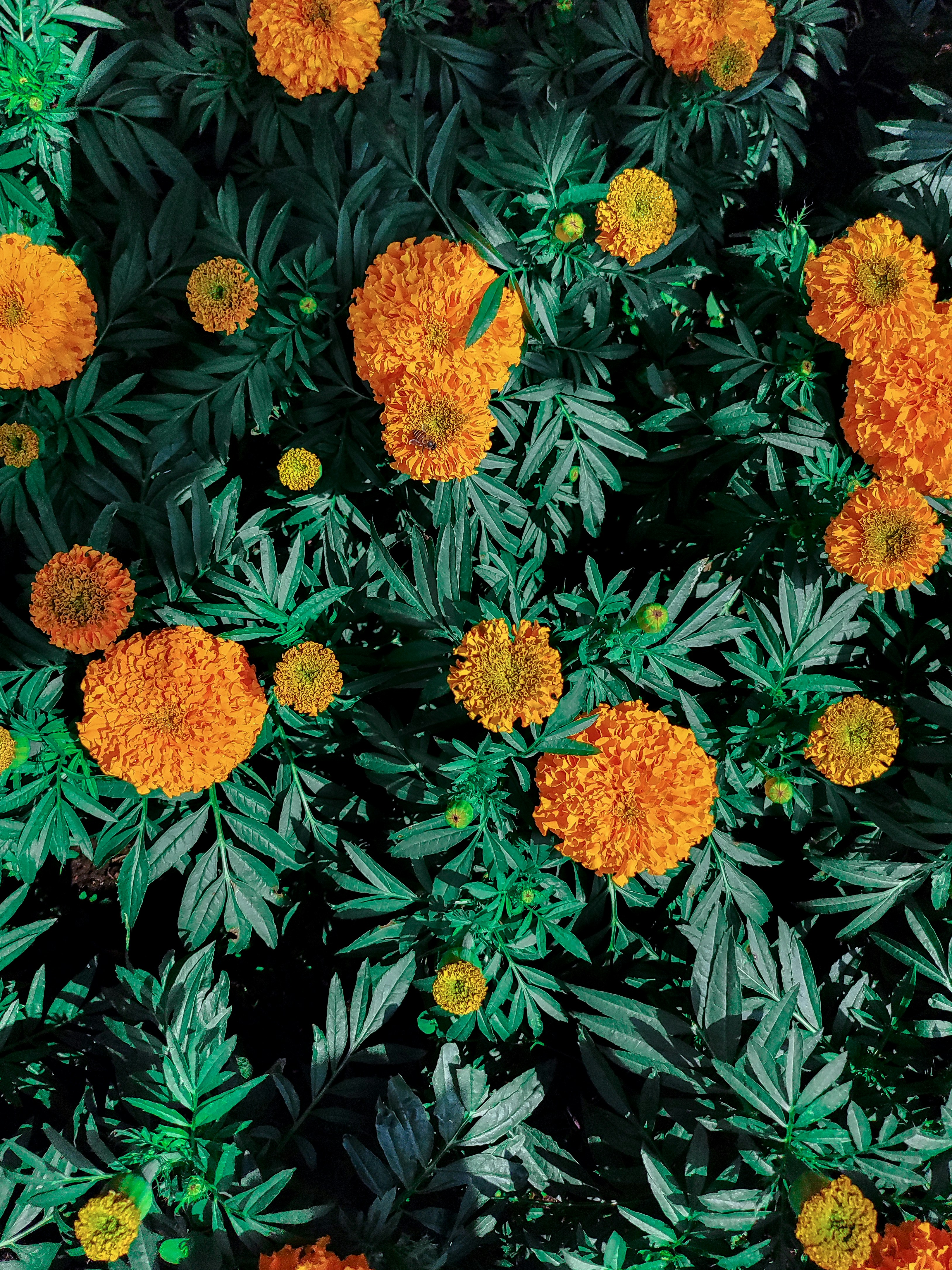 花のグループ