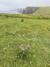 A vibrant image showcasing local projects in Aberdeenshire.