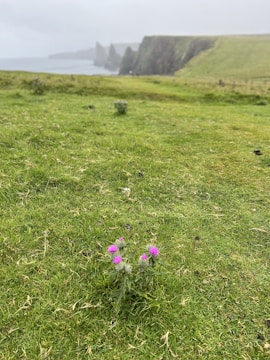 A vibrant image showcasing local projects in Aberdeenshire.