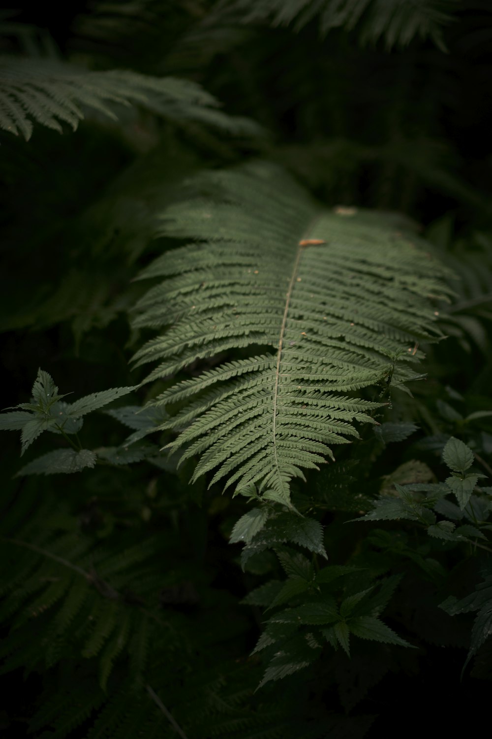 a close up of a leaf