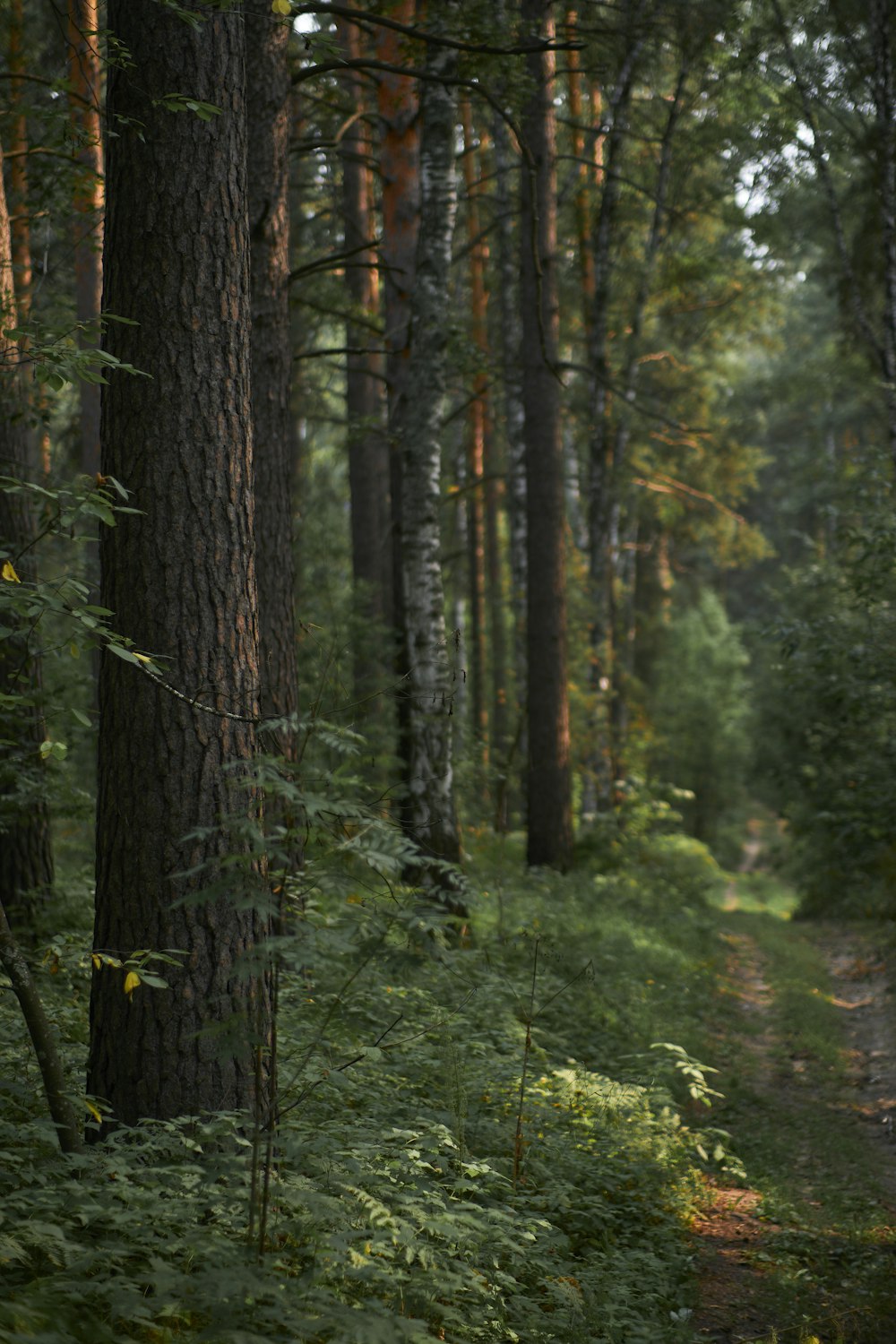 Un bosque con árboles altos