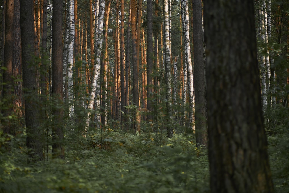 a forest of trees