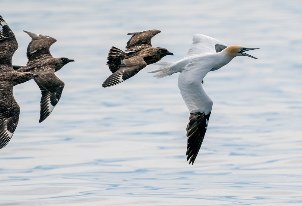 a group of birds flying