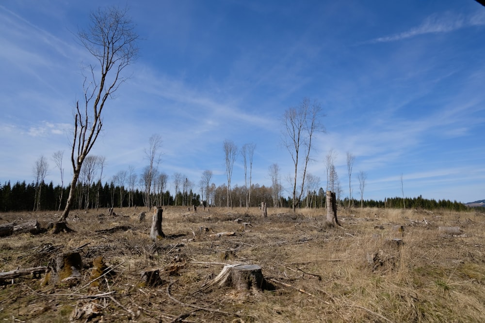 a field with trees in it