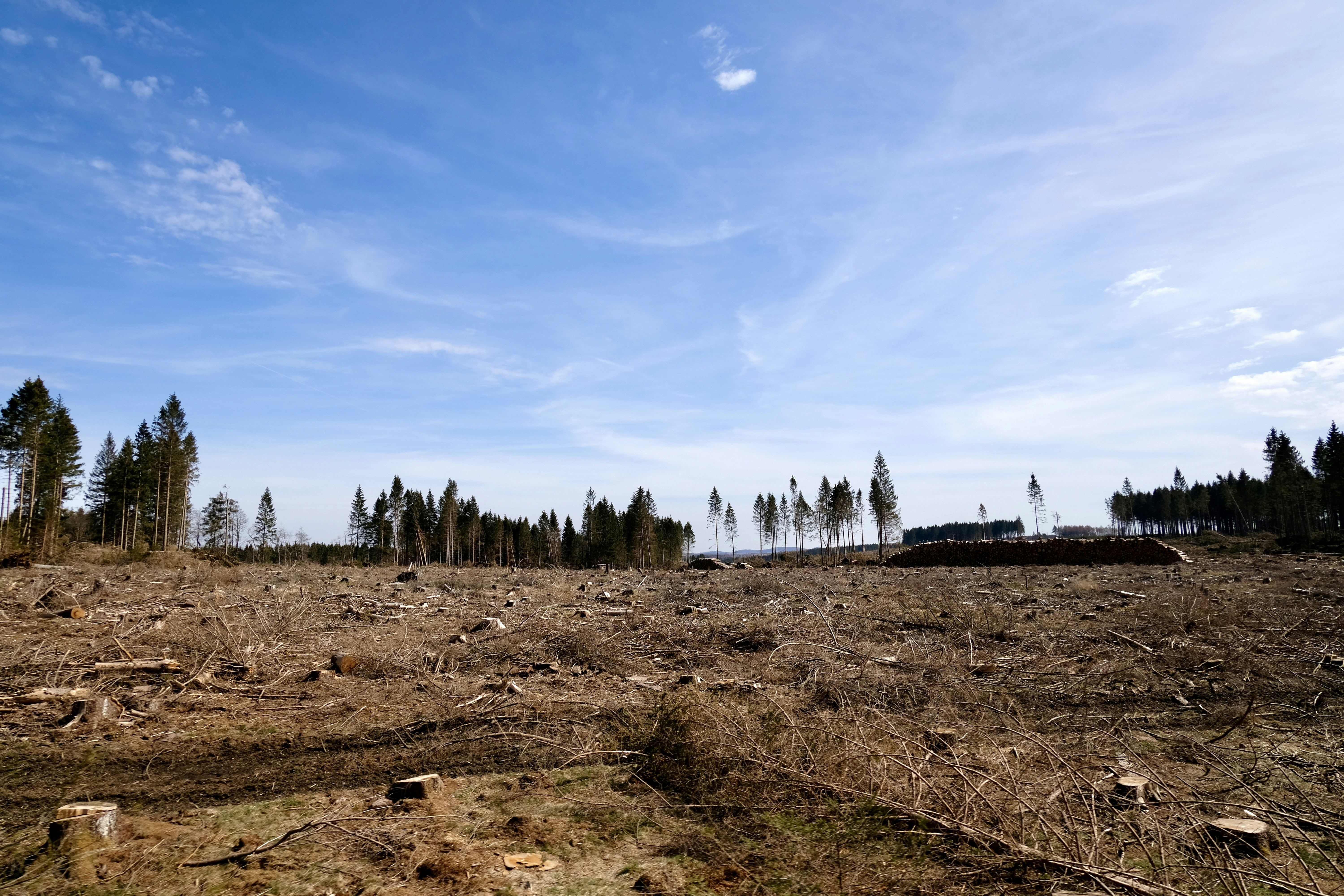 Photo by jonasgerlach