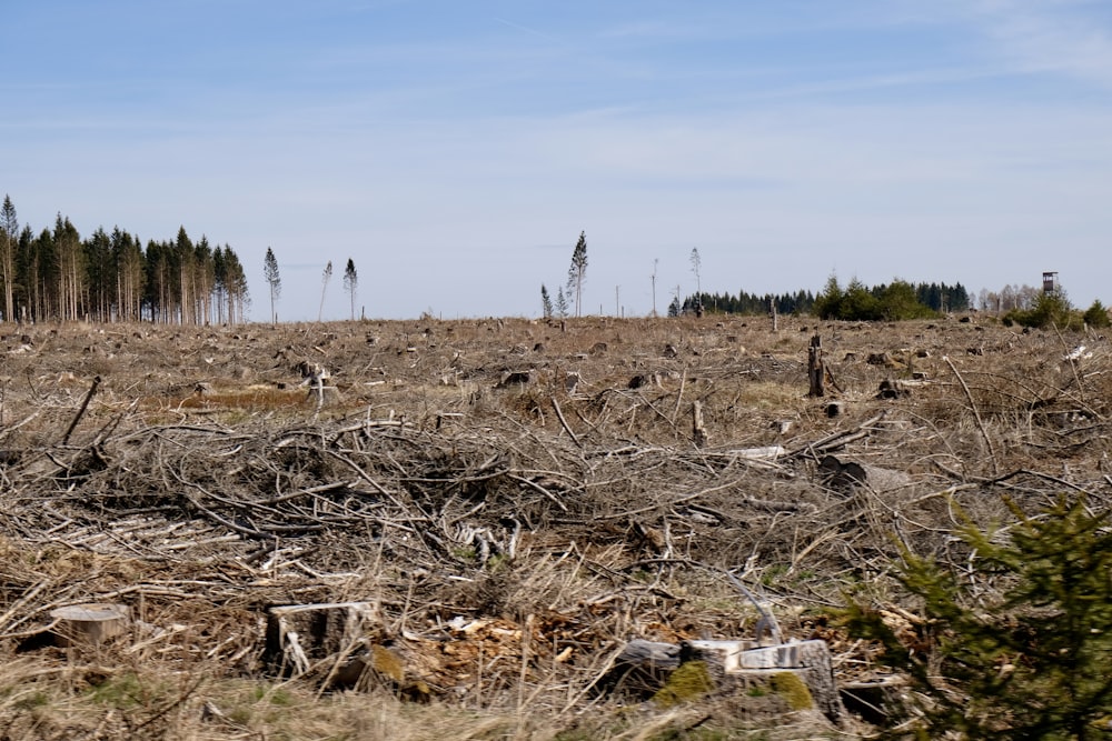 a field of wood