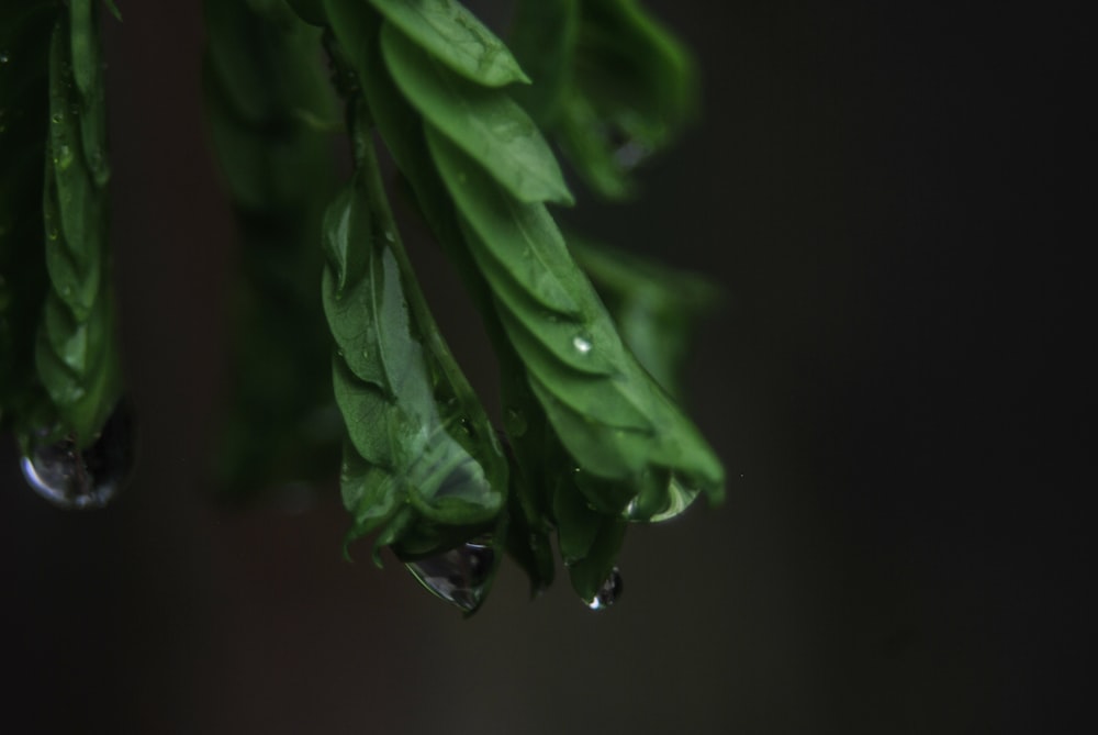 a close up of a green leaf