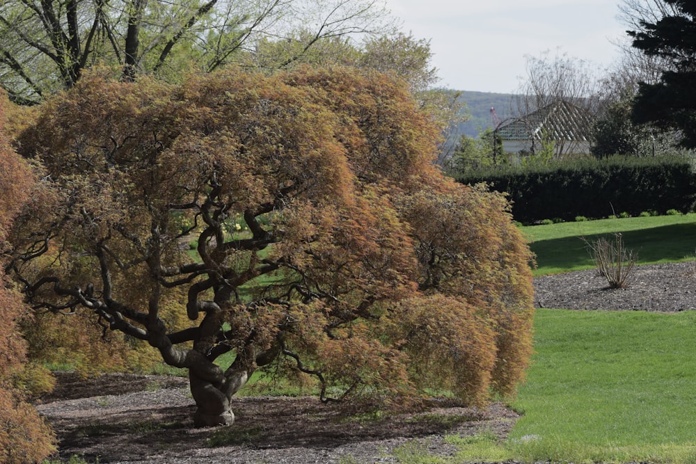 a tree with orange leaves