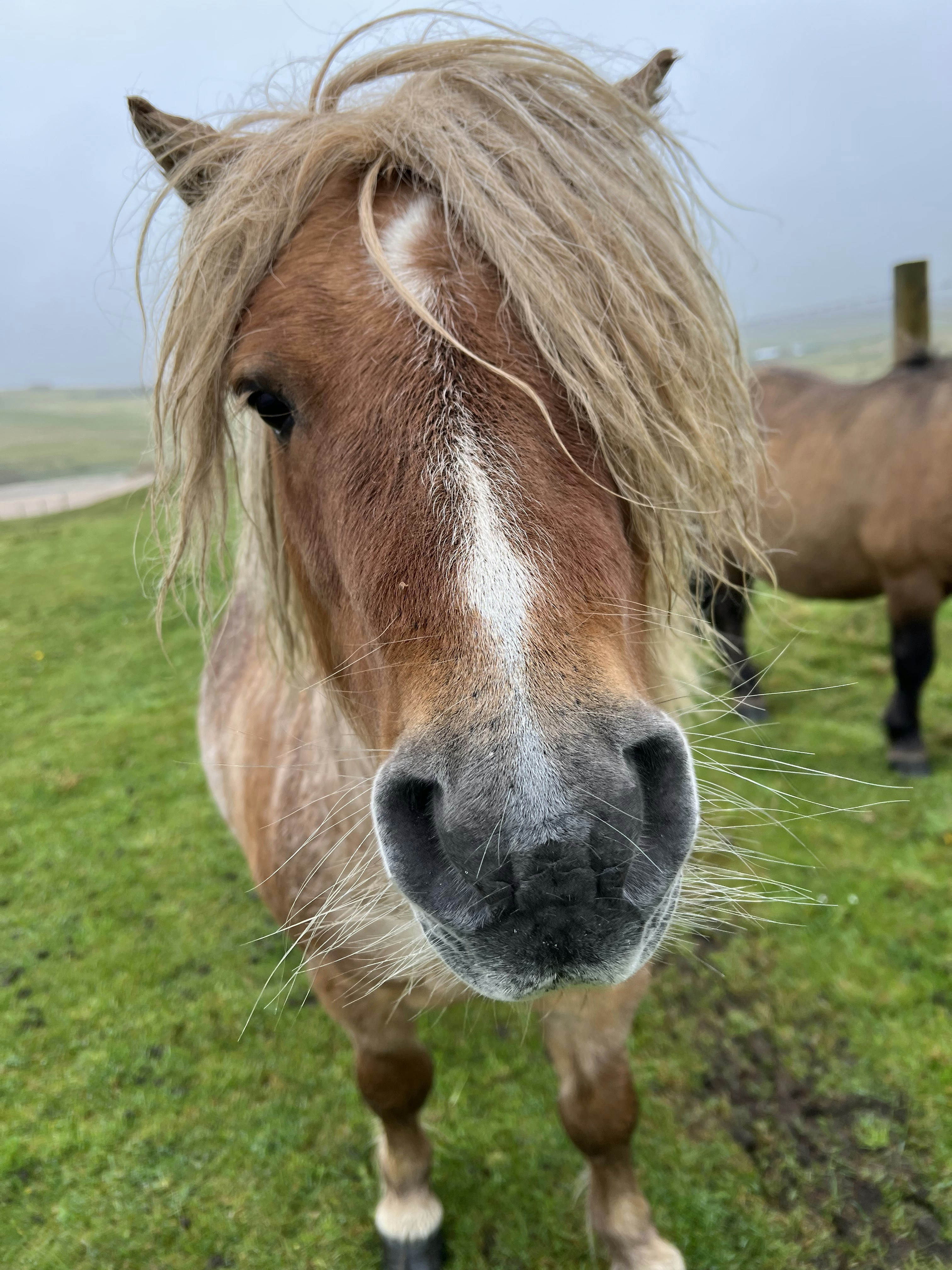 Shetland Pony - Unst, Shetland