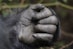 a gorilla with its hands on its face