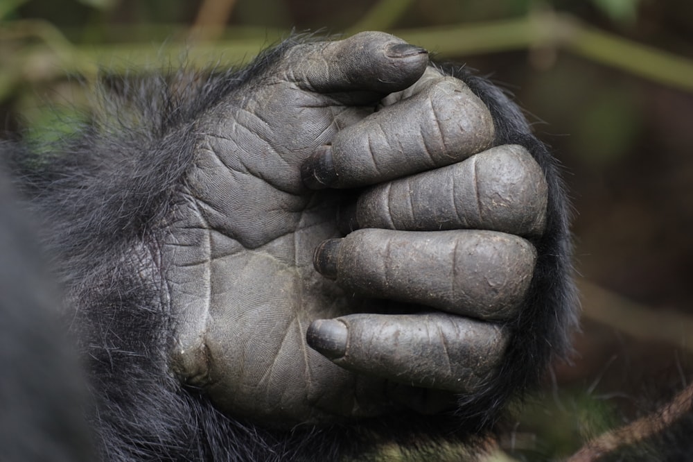 a gorilla with its hands on its face