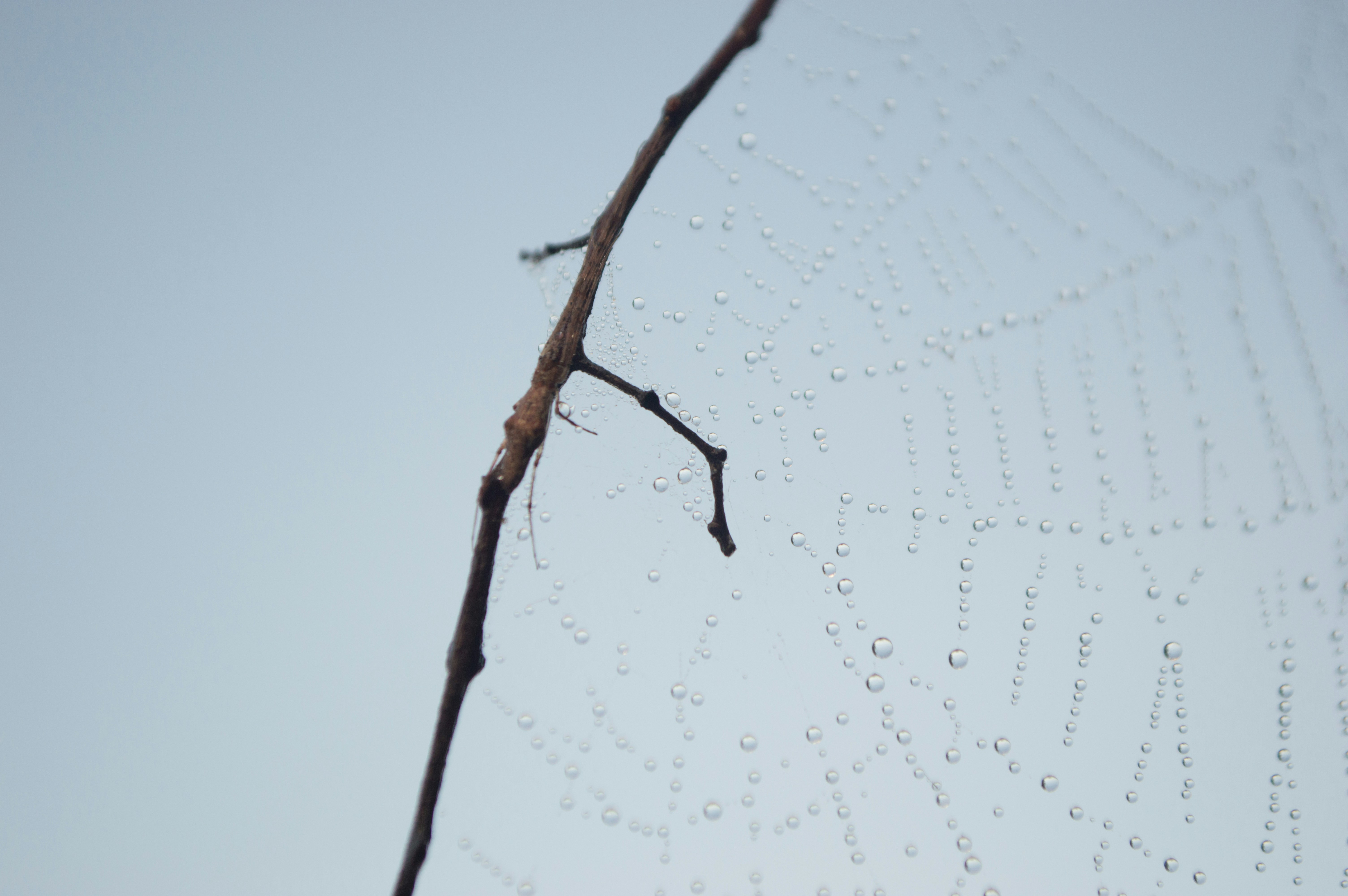 a bird perched on a tree branch