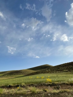 Rolling hills with wildflowers blooming under a clear sky.