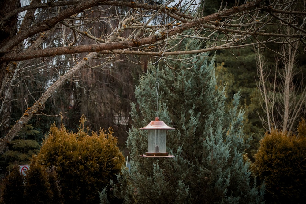 a bird feeder from a tree