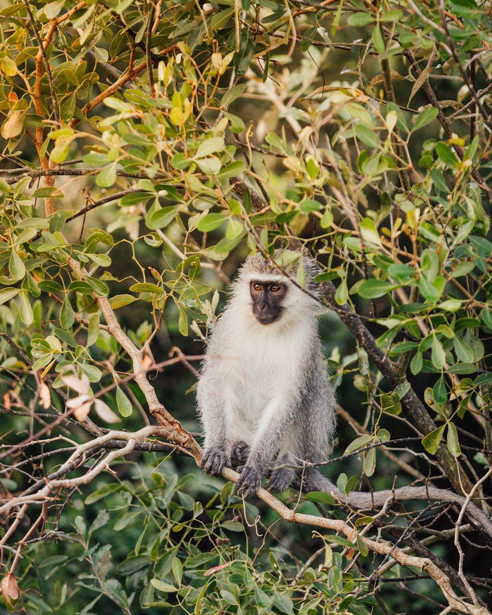 a monkey sitting on a branch