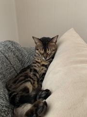 A cat peacefully resting on a cozy sofa beside a window