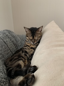 A cat peacefully resting on a cozy sofa beside a window