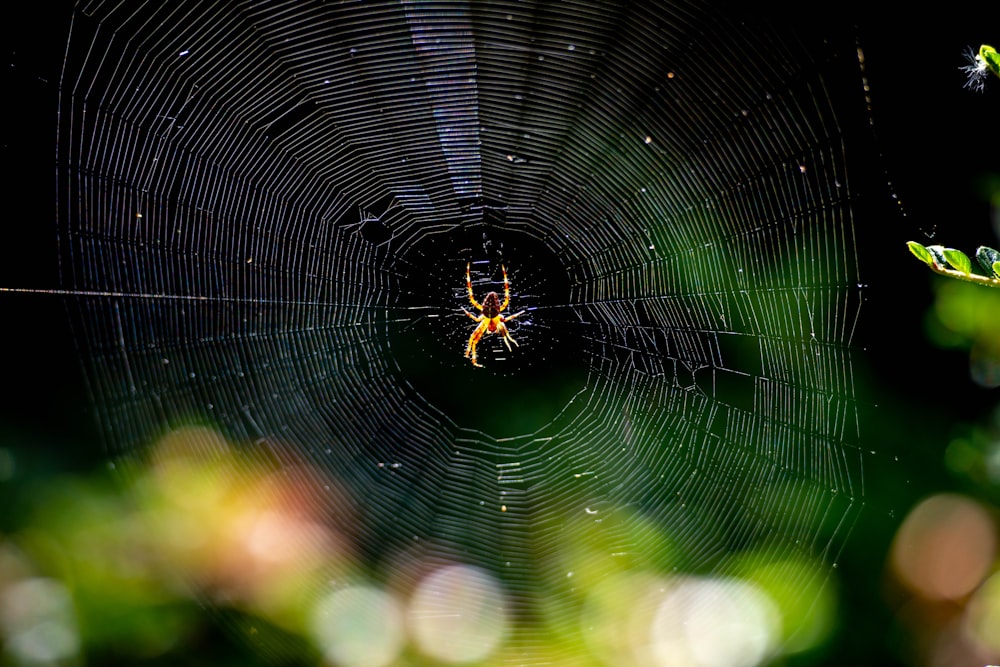 a spider in a web