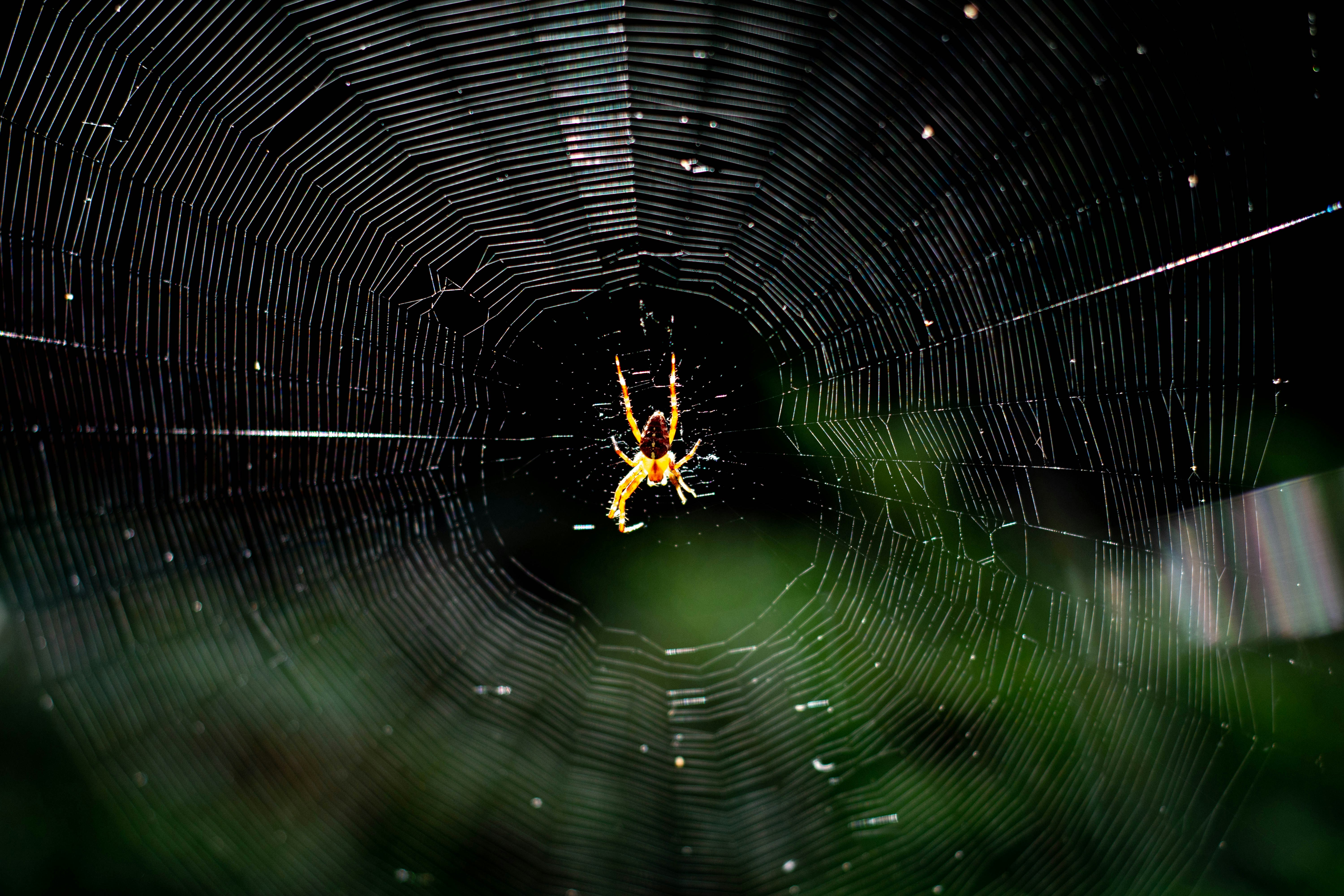 a-spider-in-a-web-photo-free-human-image-on-unsplash