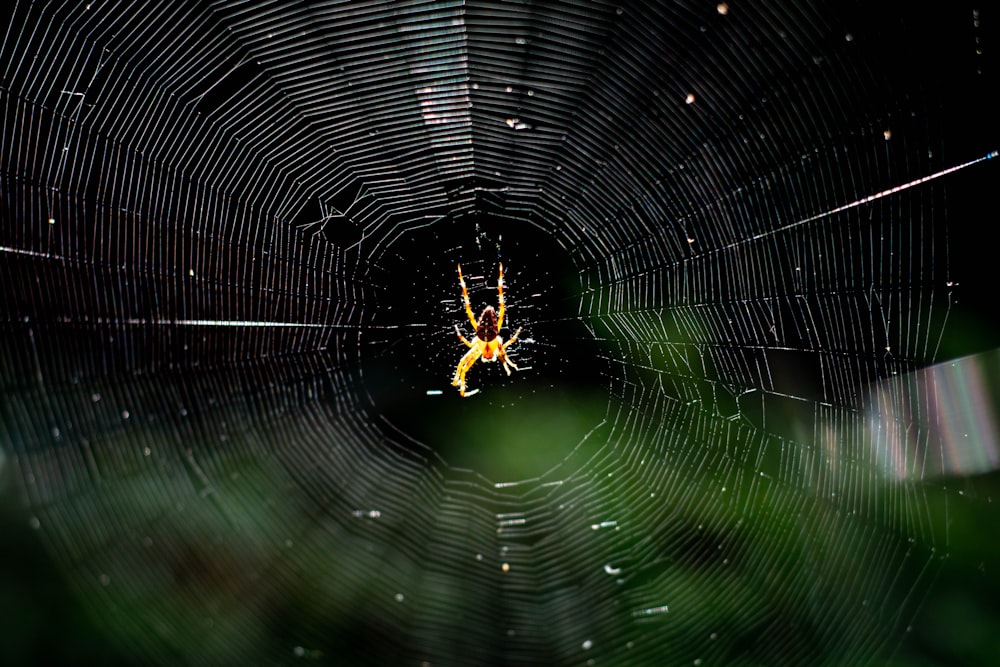 a spider in a web