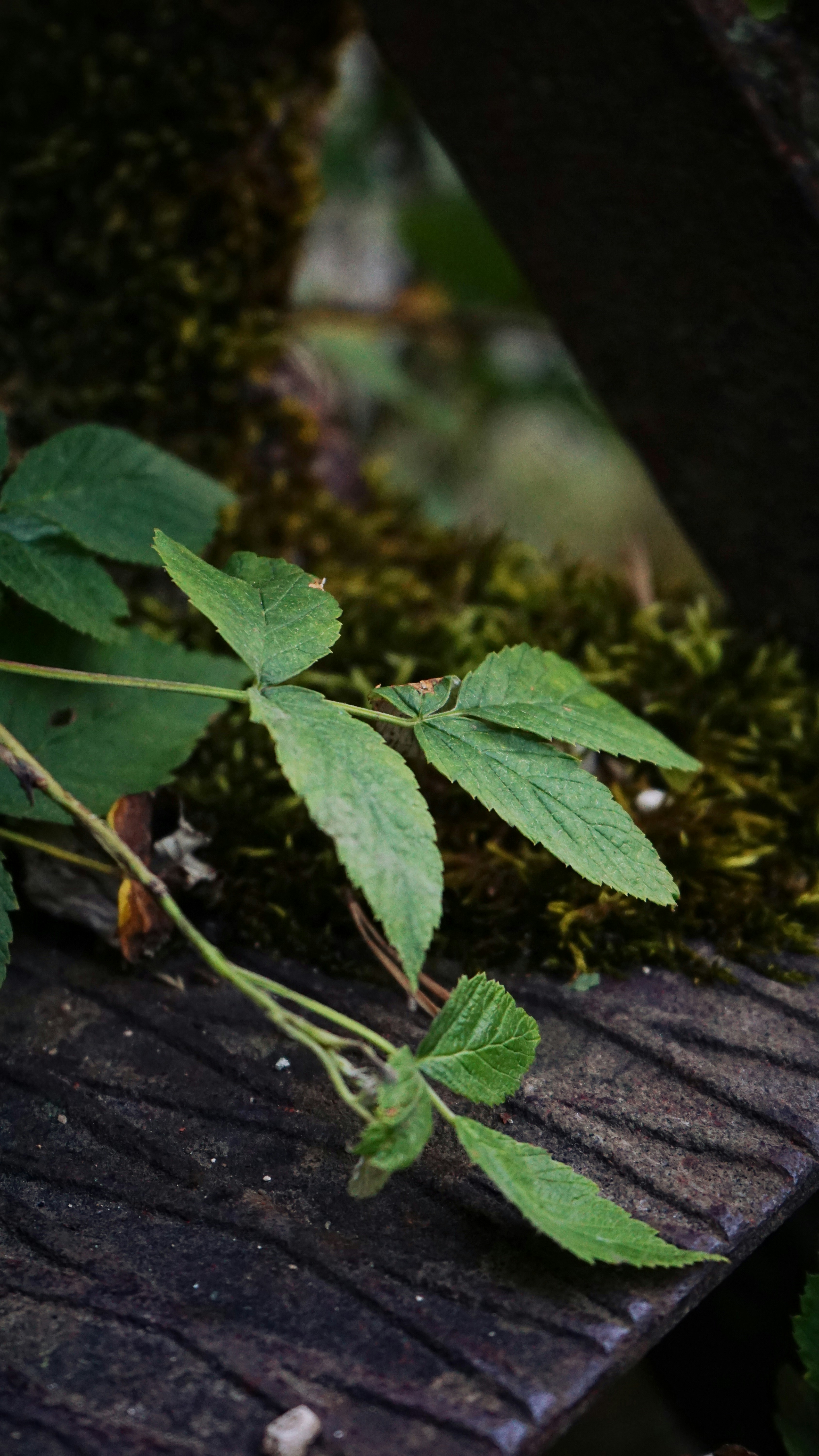 a close up of a plant
