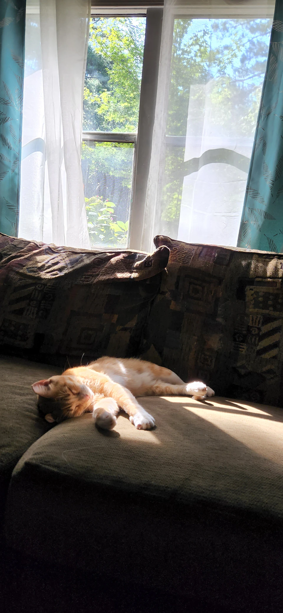 The image shows a cozy living room with a large window on the right side, allowing natural light to flood into the space. The window is adorned with white curtains that match the color of the wall behind it. A brown and green couch sits in front of the window, providing a comfortable spot for relaxation. On the left side of the couch, there's an orange cat curled up in a relaxed position, enjoying the warmth of the sun streaming through the window.

The room is filled with various pieces of furniture, including a chair located near the center of the image and another one on the right side. The walls are painted in a light blue color that complements the curtains, creating a harmonious atmosphere.