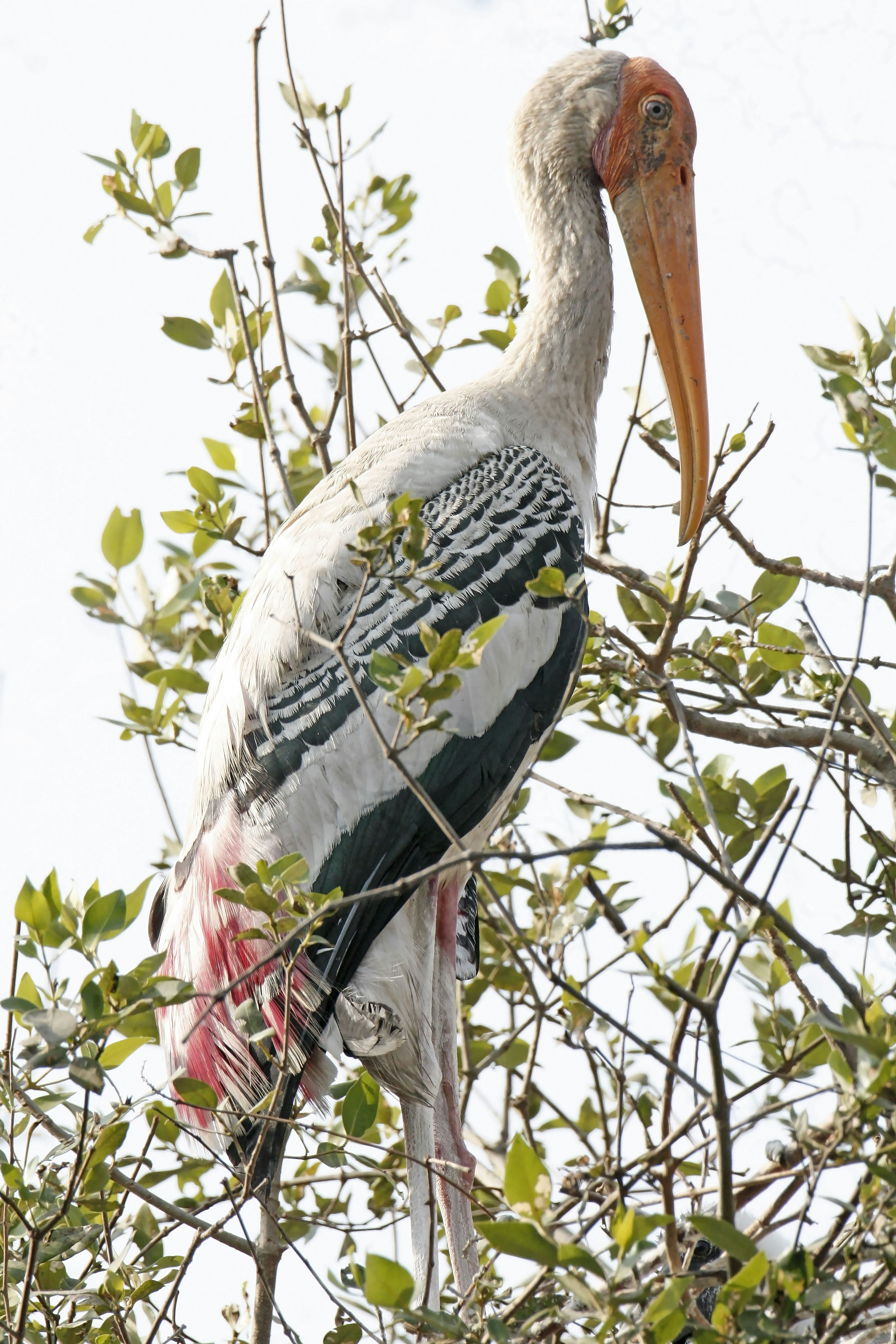 Photo by sylvester_123