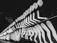 Finished prosthetic limbs lined up, showcasing different designs and sizes ready for fitting.