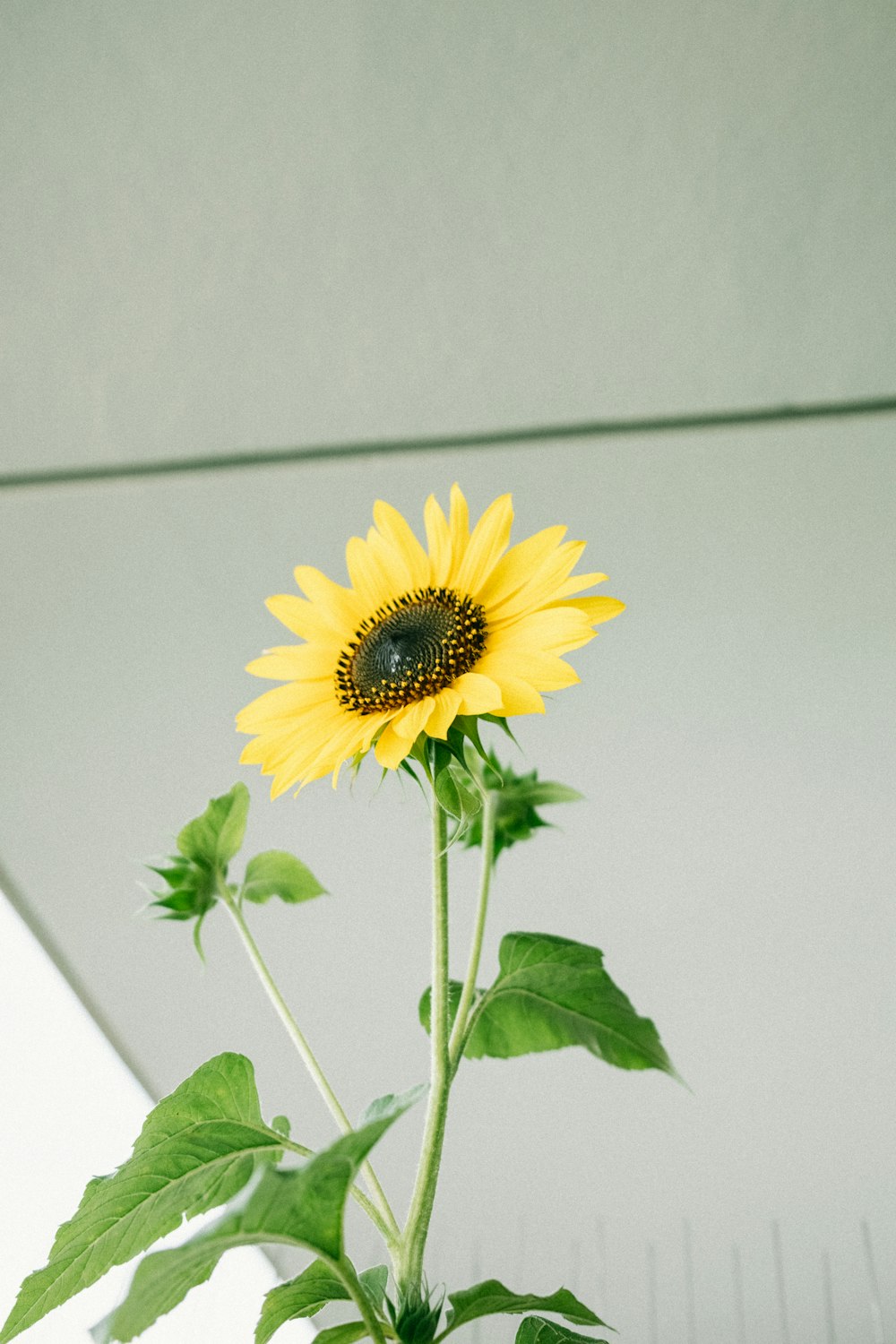 a yellow flower with green leaves