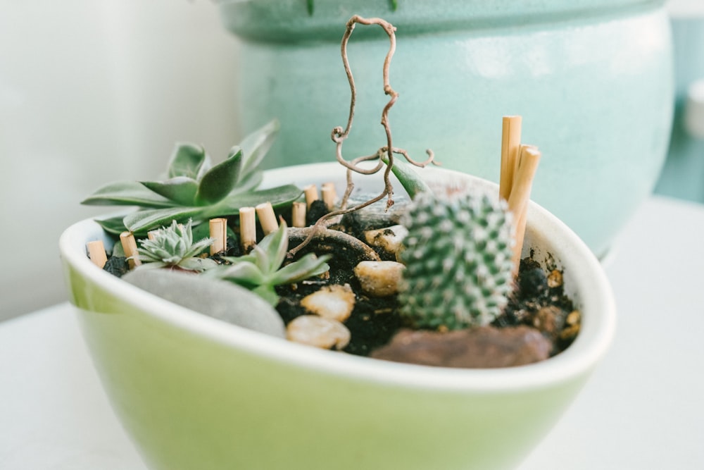 a potted plant with small plants