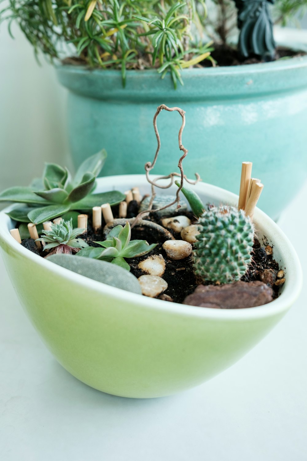 a potted cactus with small plants