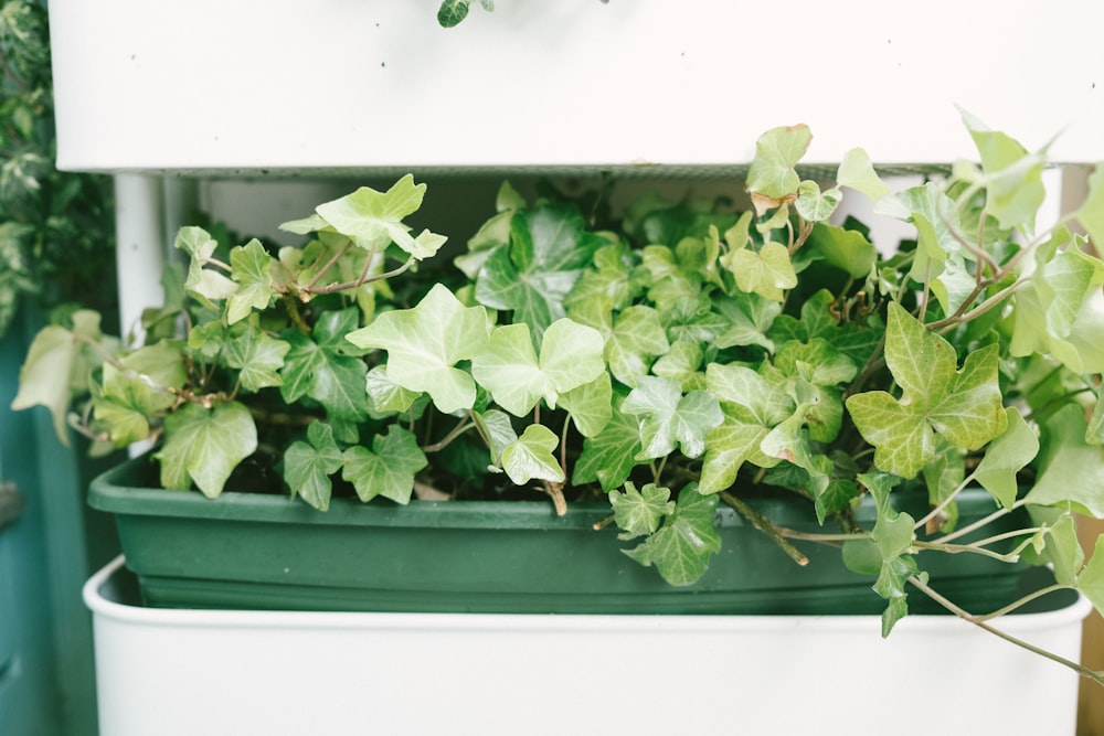 a planter with white flowers