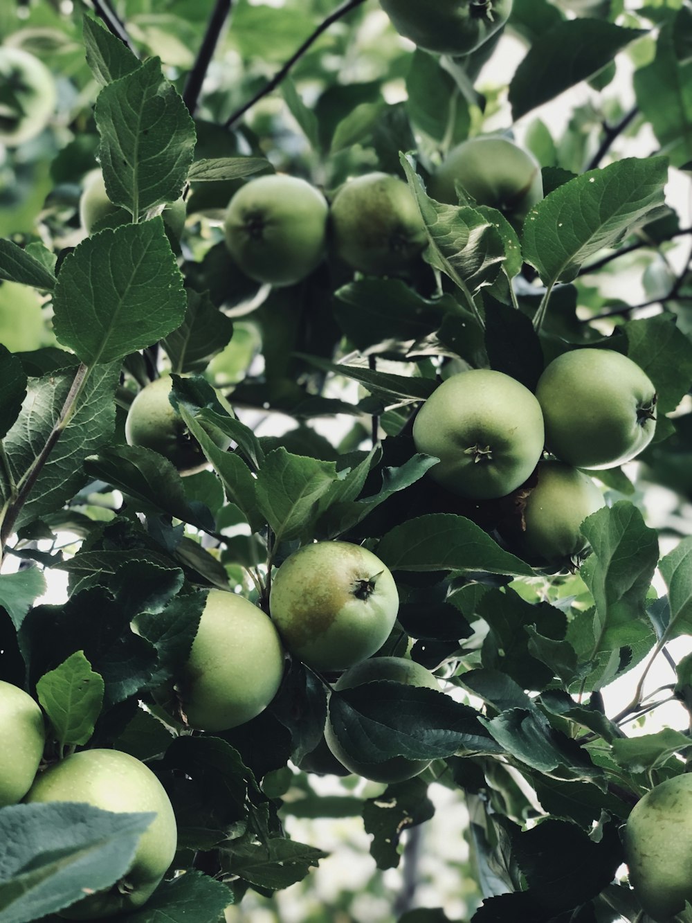 a bunch of green apples on a tree