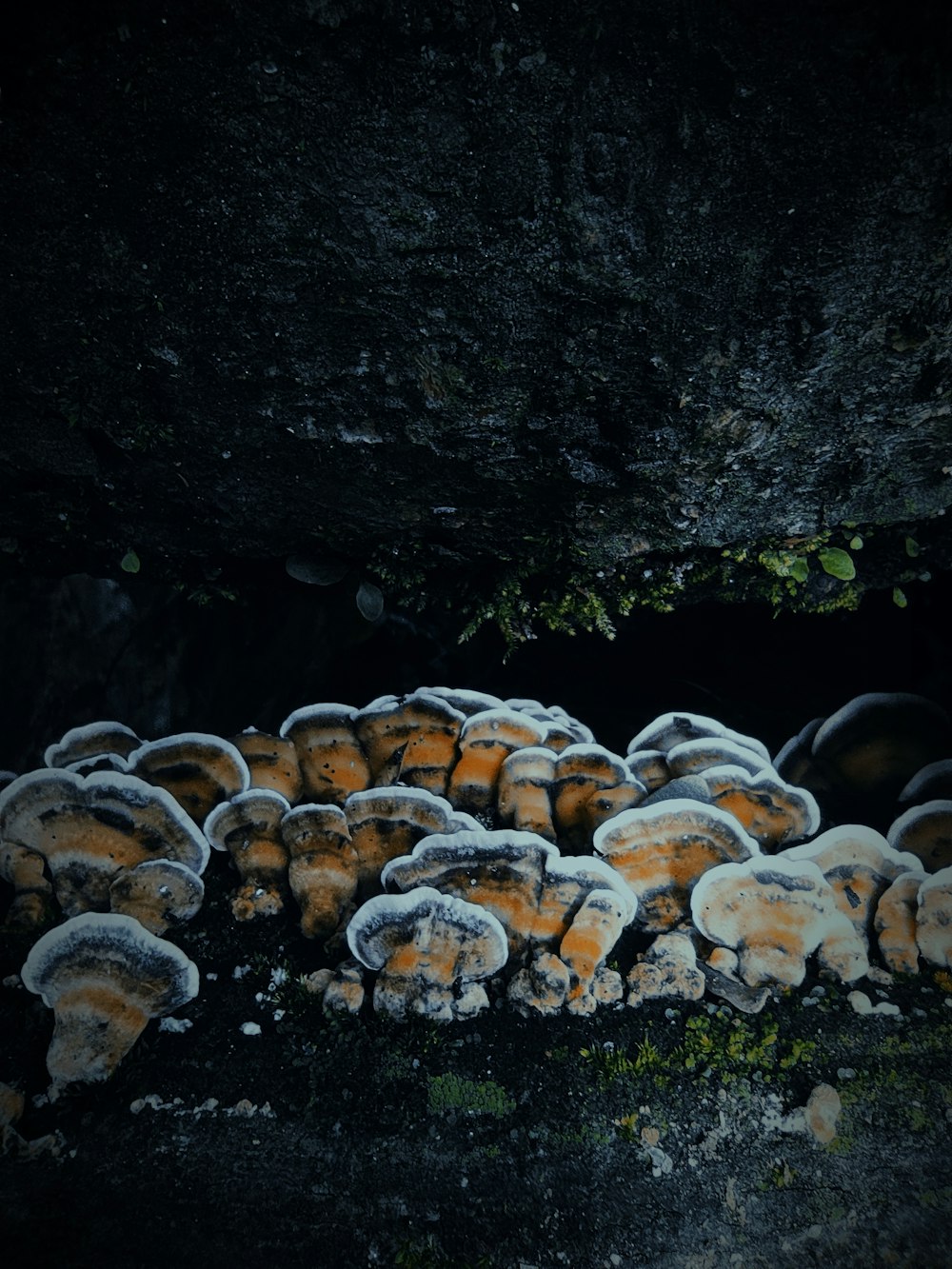 a group of white and brown mushrooms