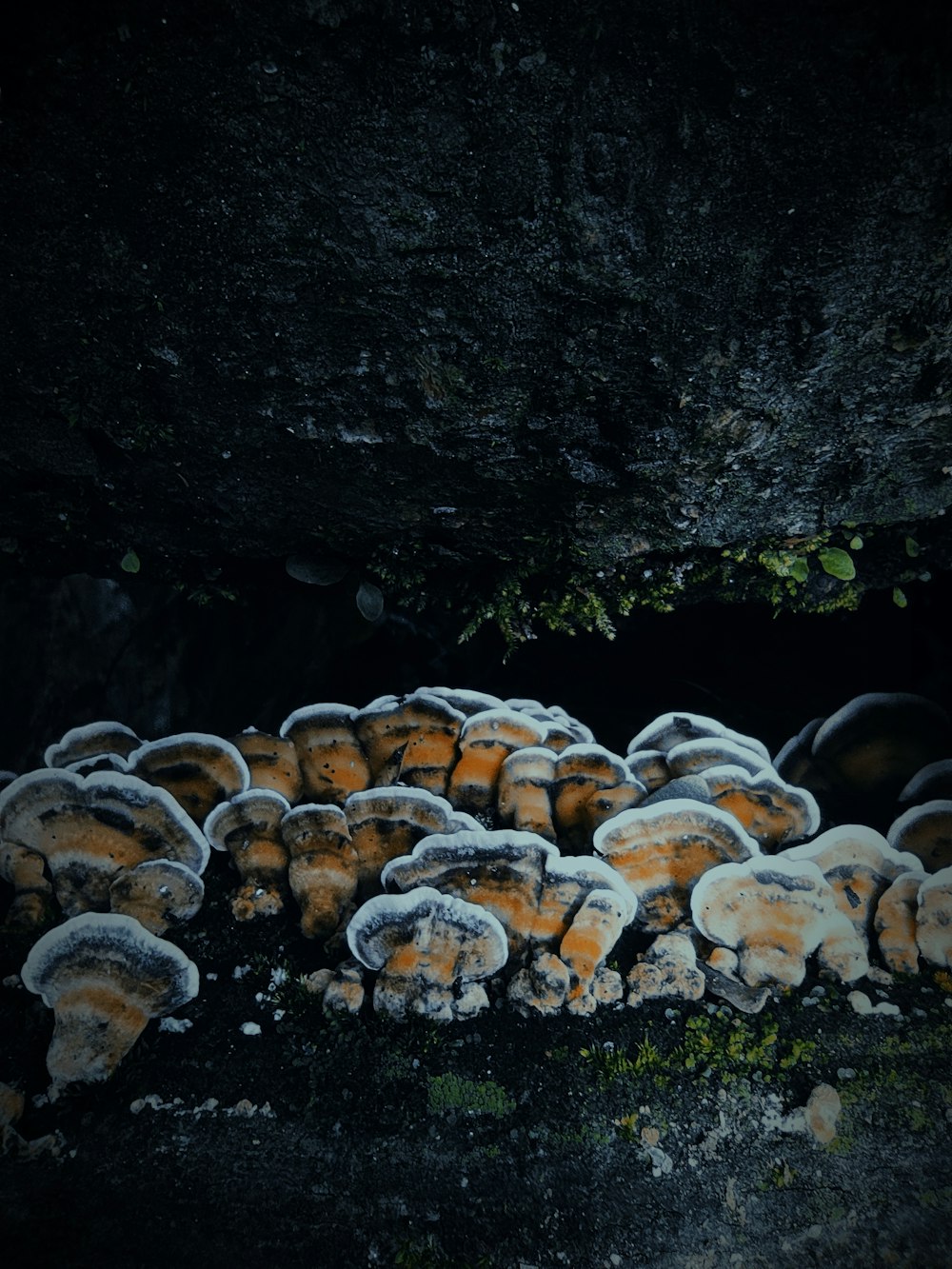 eine Gruppe weißer und brauner Pilze