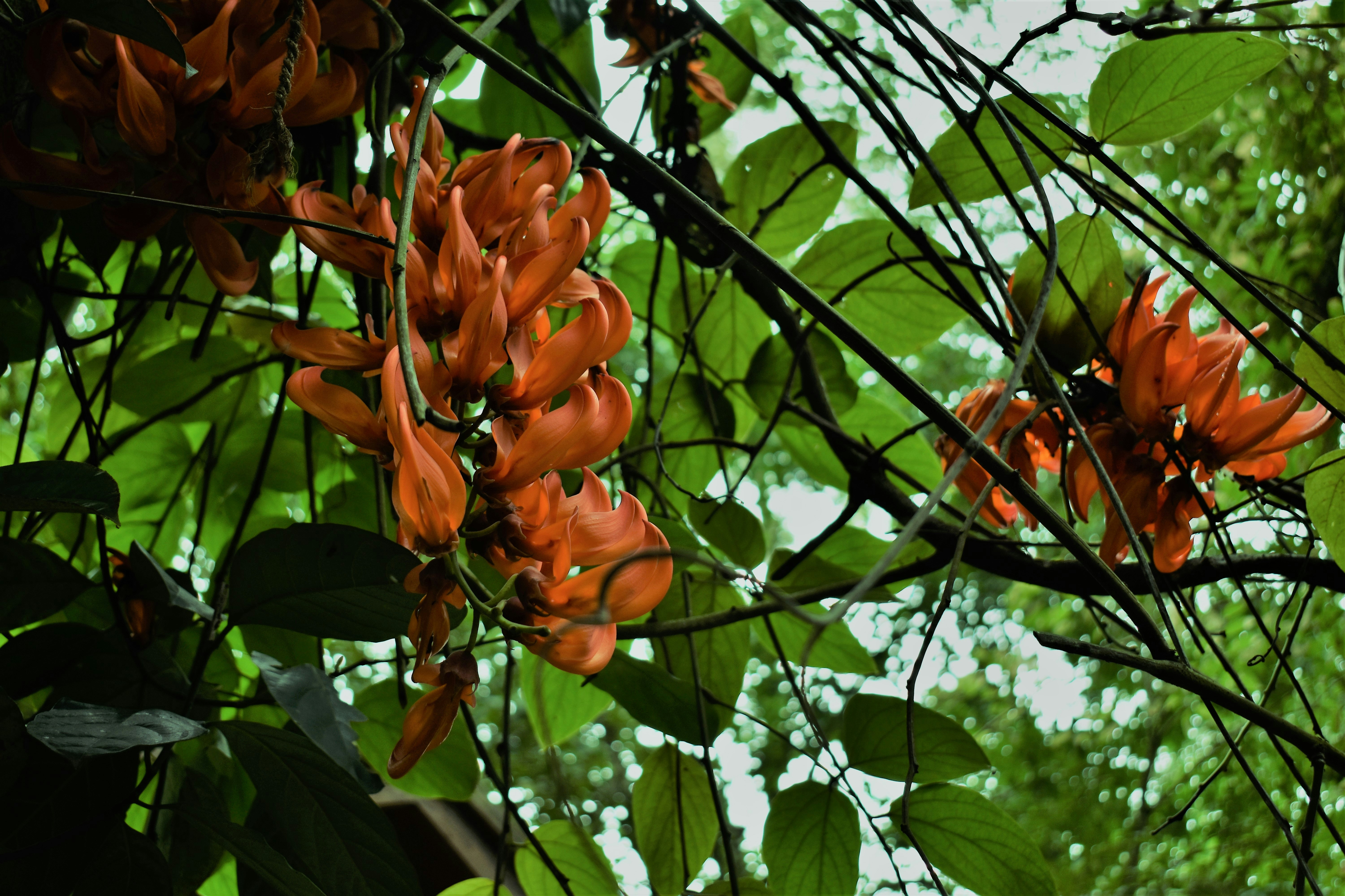 Photo by glowinggowri22