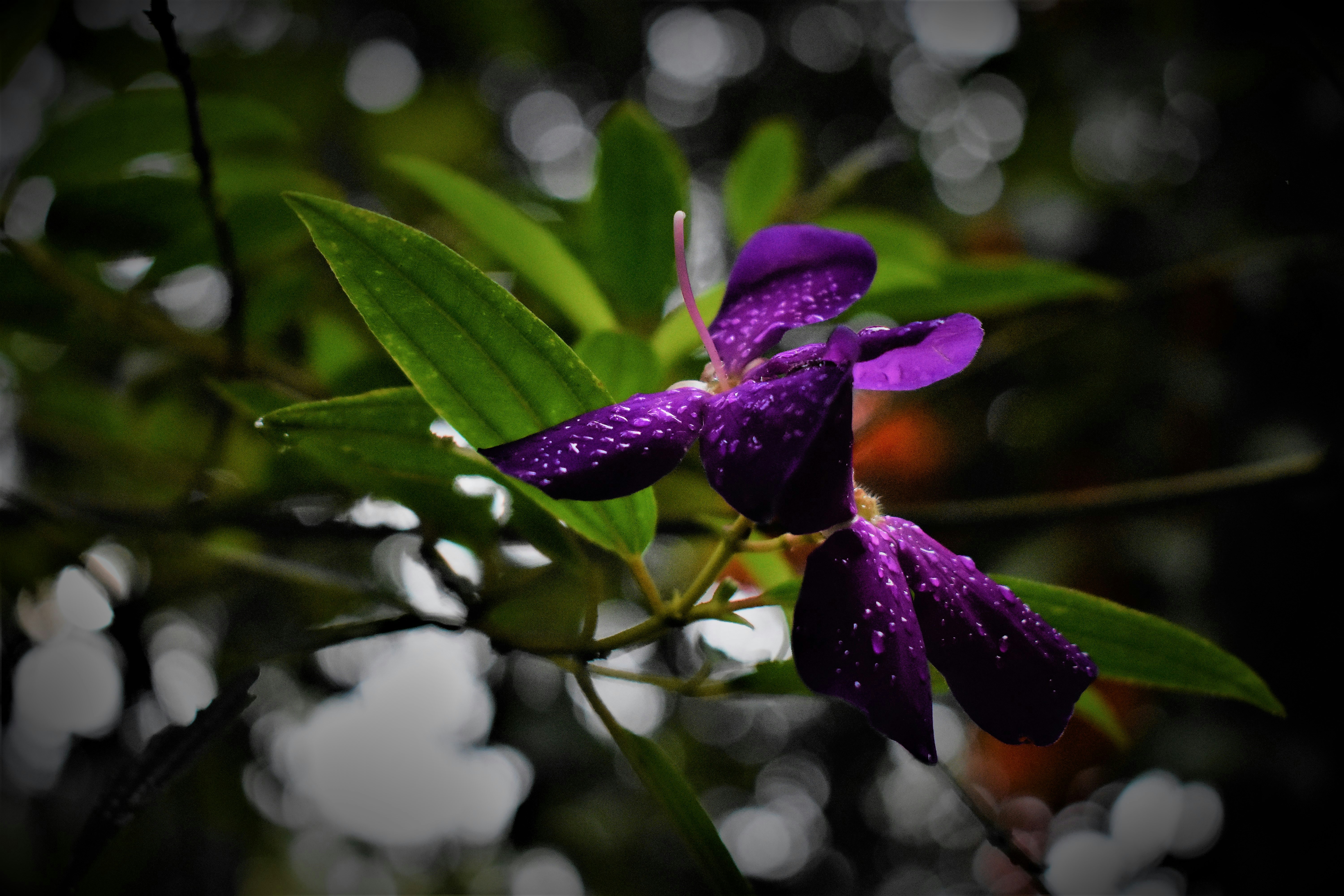 Photo by glowinggowri22