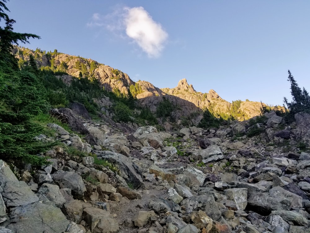 a rocky hillside with trees