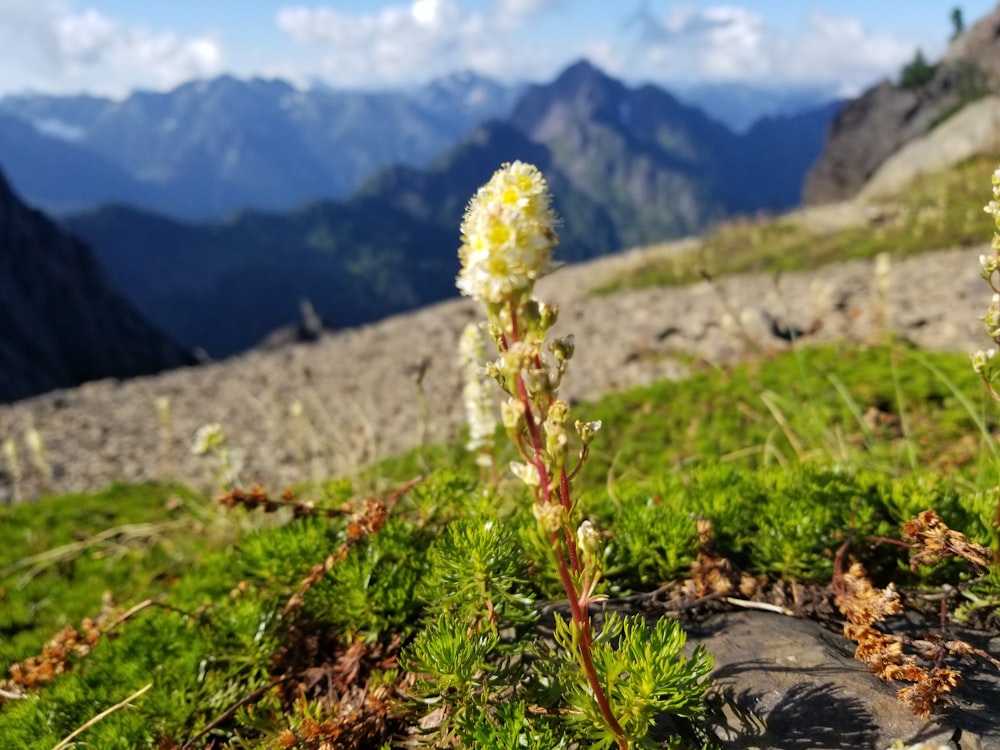 a flower on a mountain