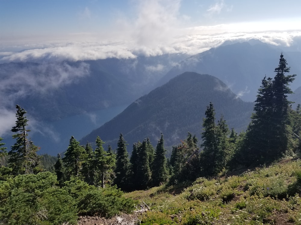 a forest of trees on a mountain