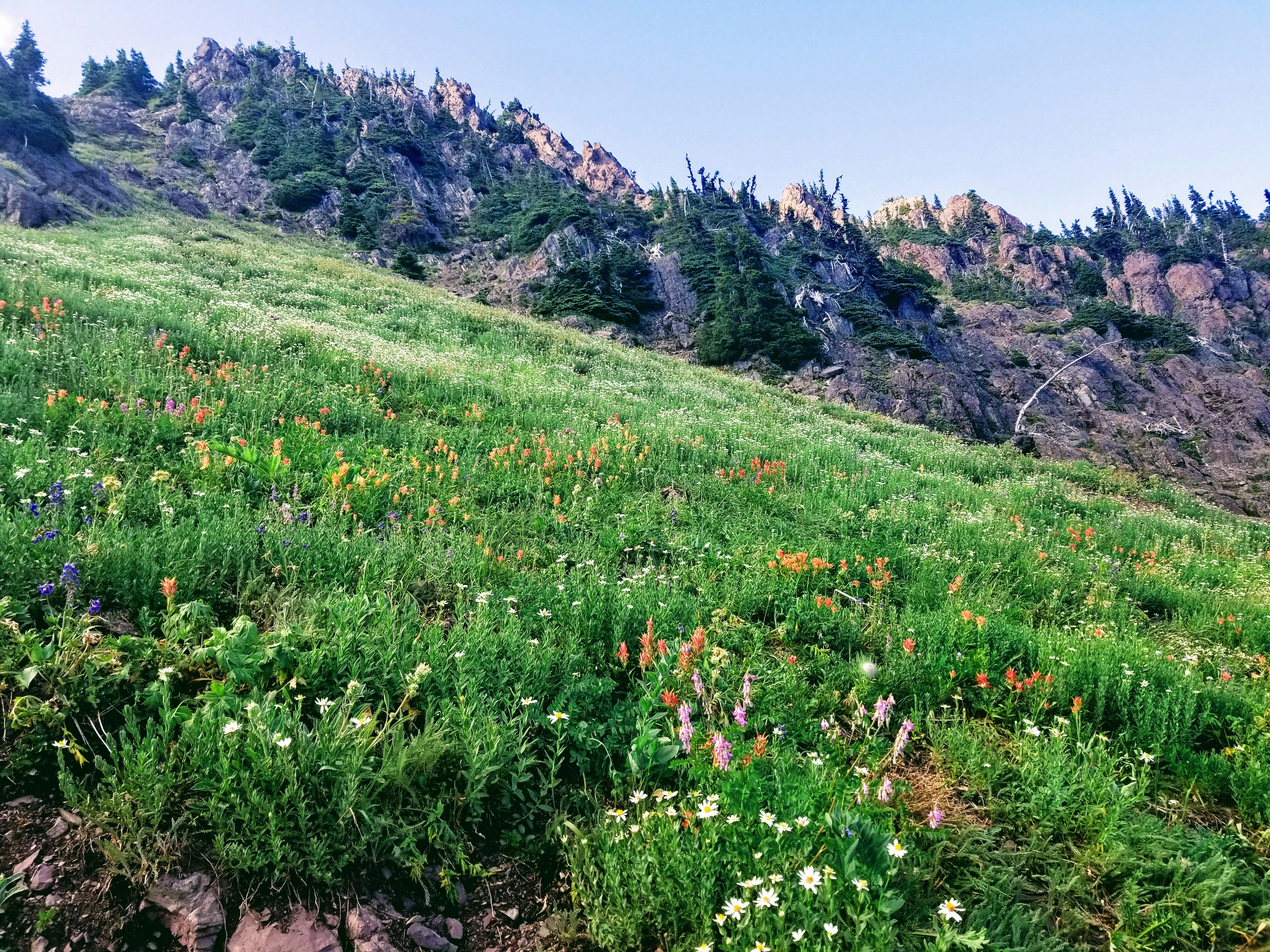 a grassy hill with trees on it, Wildflowers and an alpine enviroment are almost always beautiful together.
