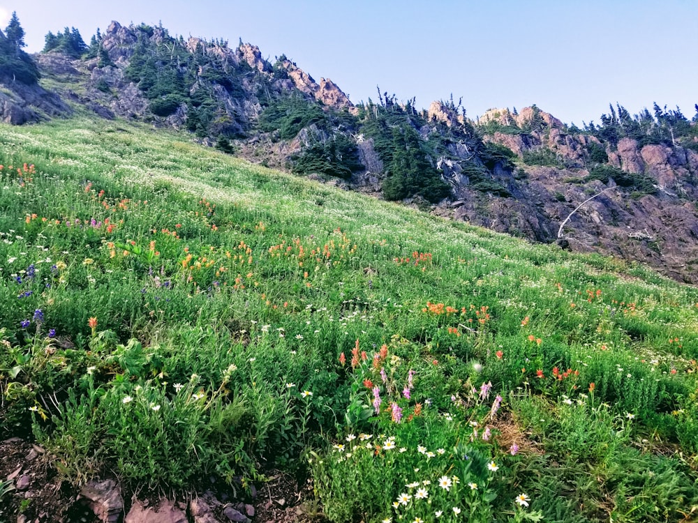 a grassy hill with trees on it