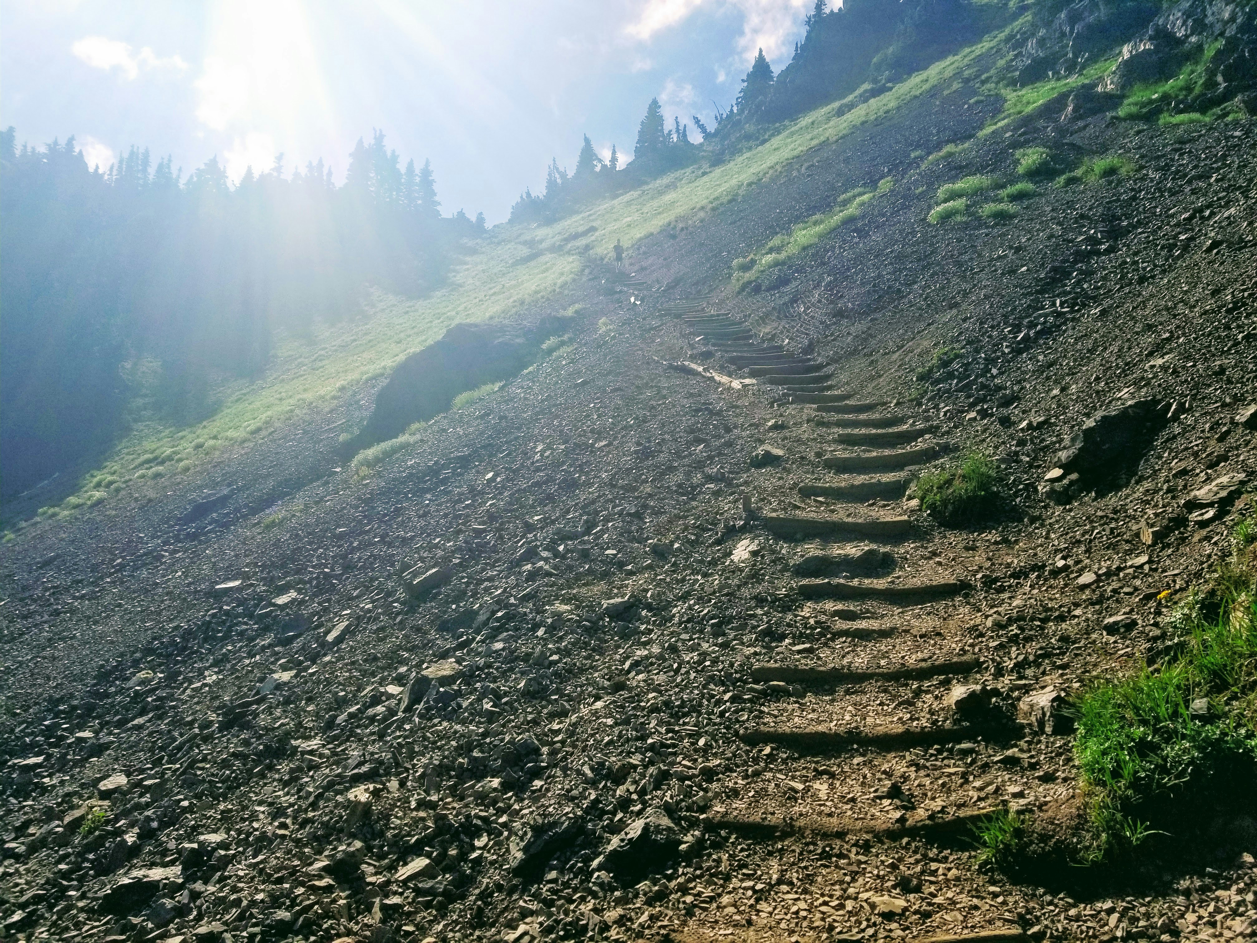 a grassy hill with trees on it