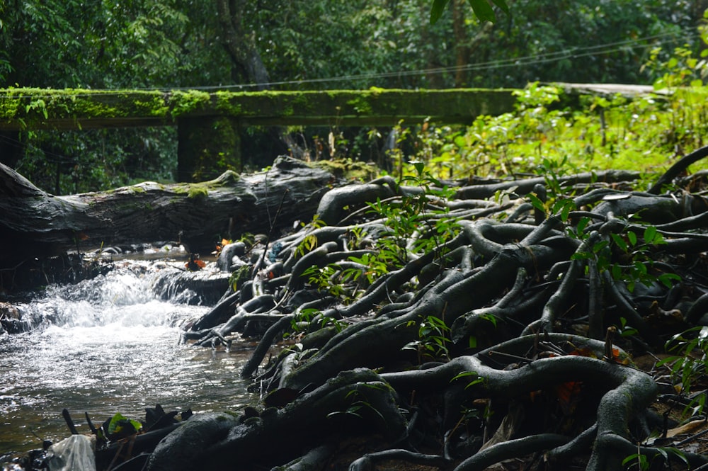 a stream with a bridge over it