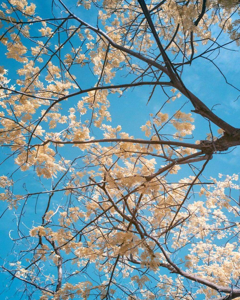 a tree with white flowers