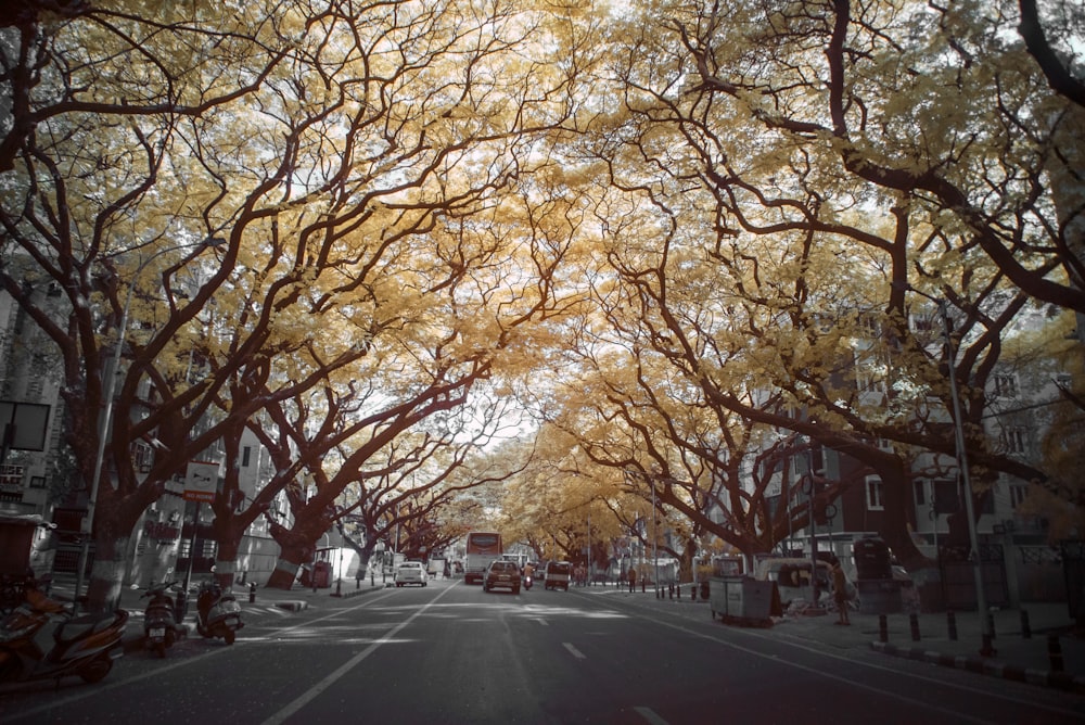 a street with trees on the side