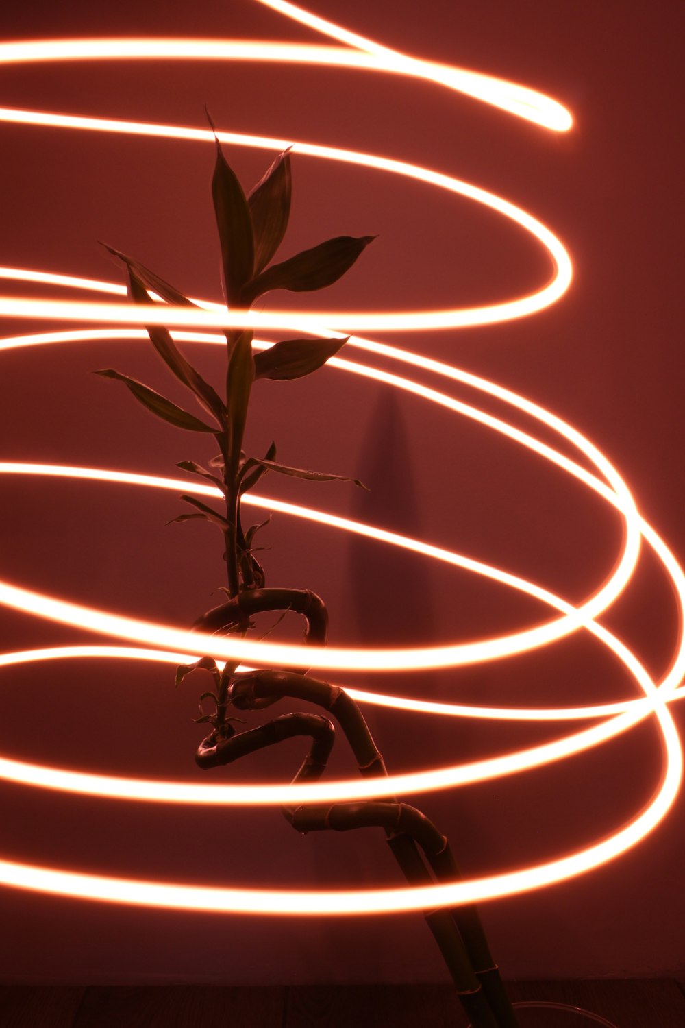 a plant growing in a pot